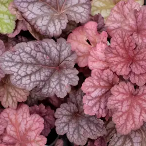 Picture - TERRA NOVA® Nurseries, Inc